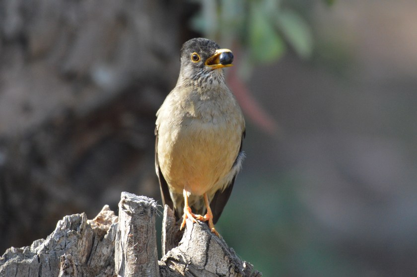 F9568959-4251-4AB2-B458-38A9F6985E7D