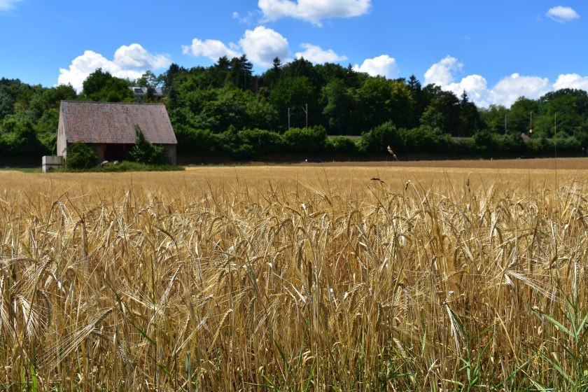 35120B4A-7A80-47E9-9E89-8632E67584CE